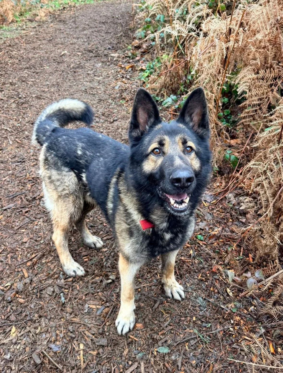 ROCKY - KENT, Black & Tan male 5yo Mixed Breed for adoption at German Shepherd Dog Rescue