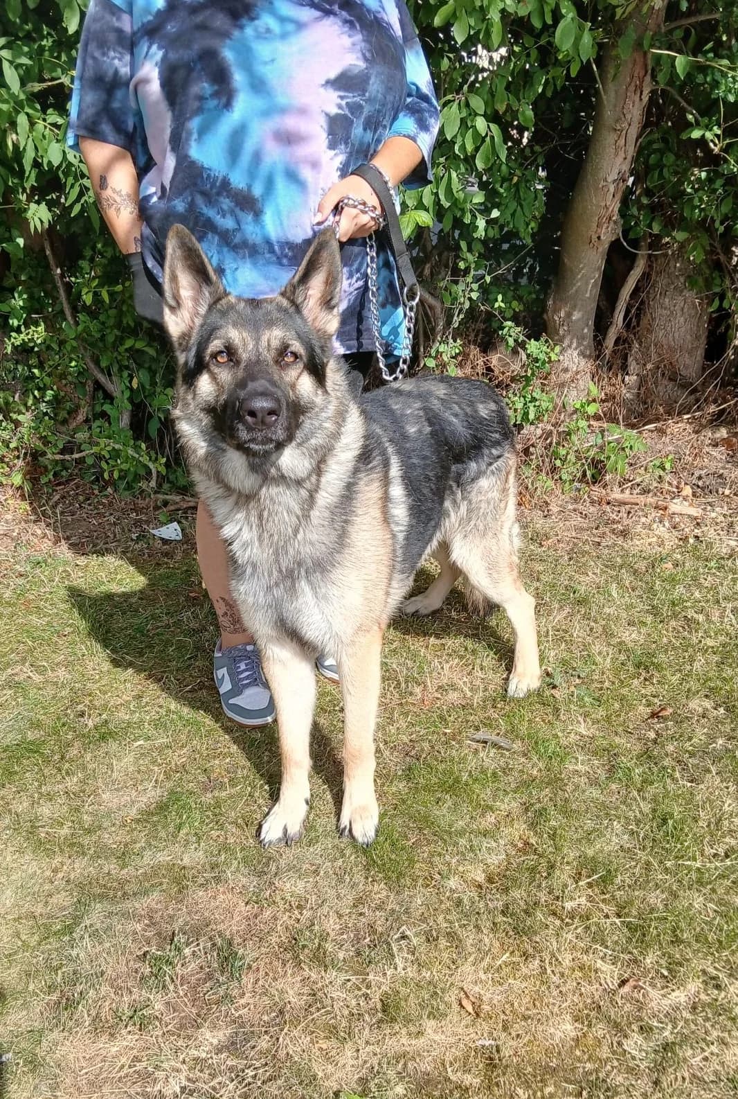 Apollo-Sleaford, Sable male young Mixed Breed for adoption at German Shepherd Dog Rescue