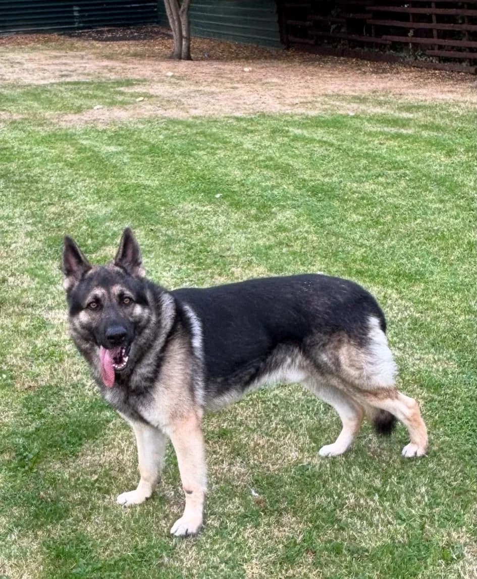 Apollo-Sleaford, Sable male young Mixed Breed for adoption at German Shepherd Dog Rescue