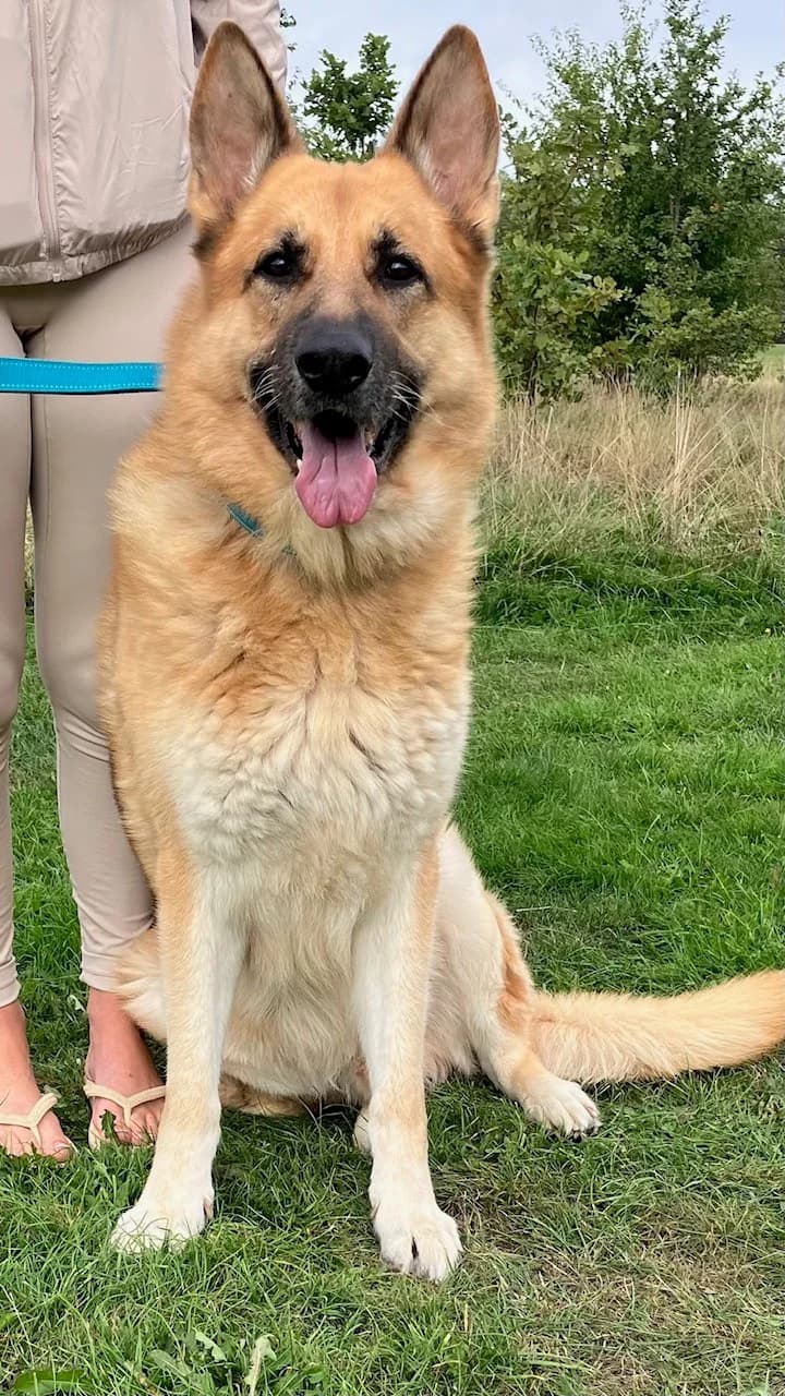 BEAR - KENT, Black & Tan male senior Mixed Breed for adoption at German Shepherd Dog Rescue