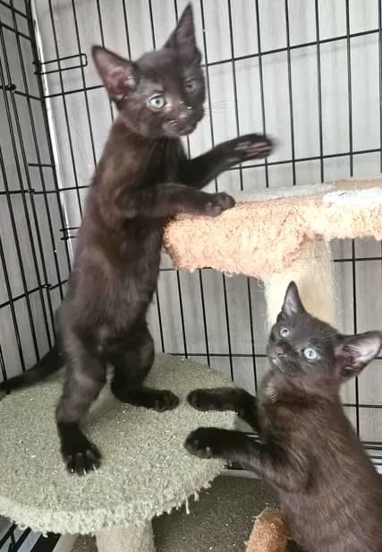 Keema and Tikka, puppy Mixed Breed for adoption at The Ginger Cat House Rescue