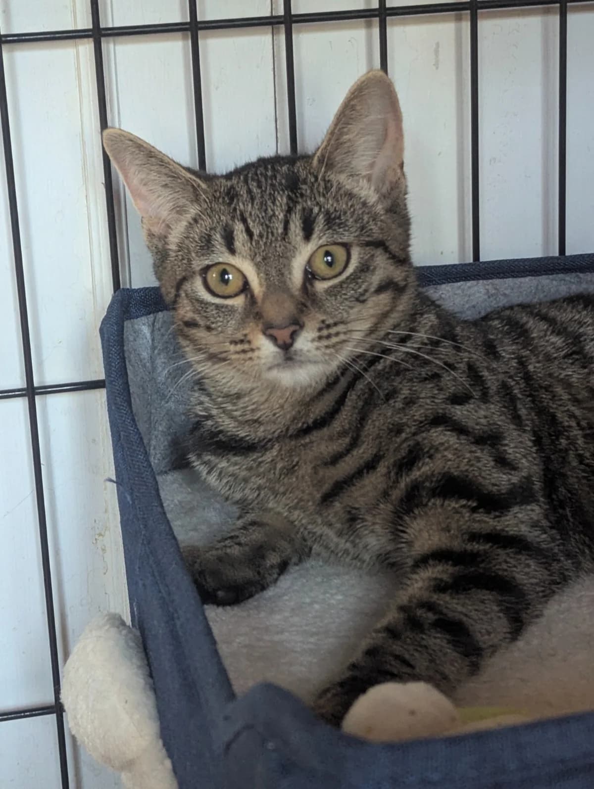 Doralee, female puppy Mixed Breed for adoption at The Ginger Cat House Rescue