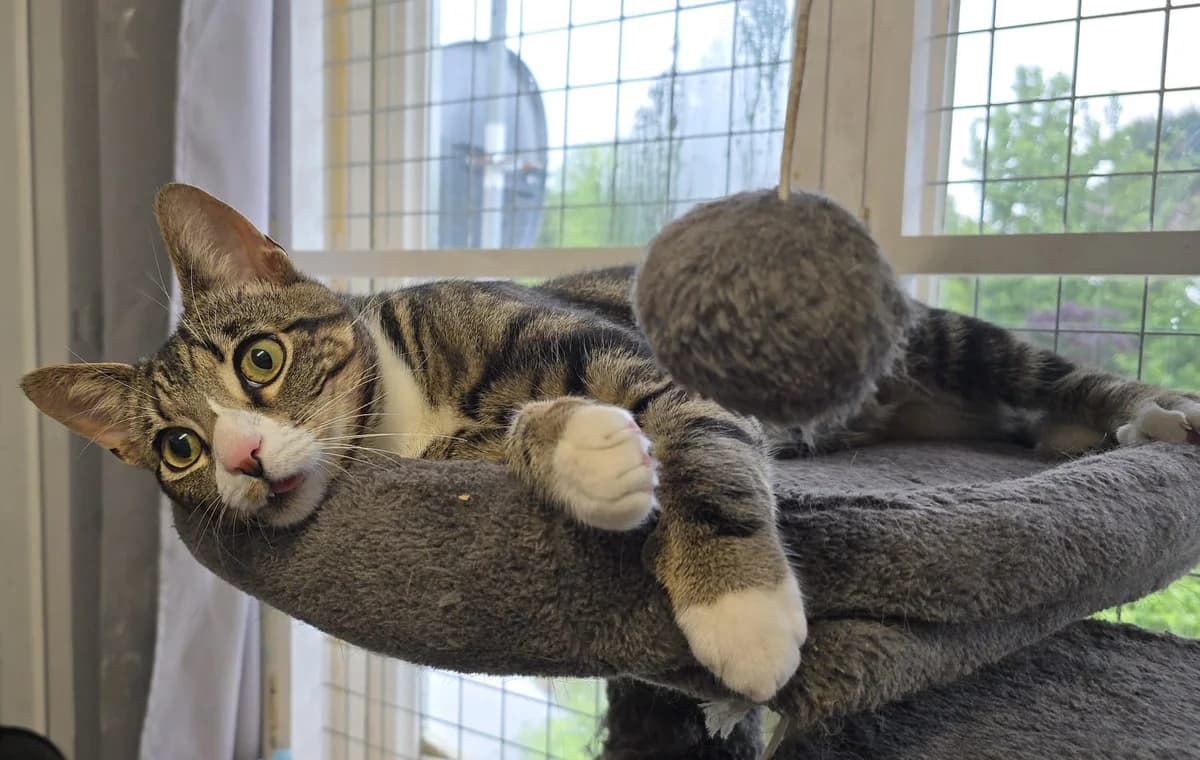 Neo, male young Mixed Breed for adoption at The Ginger Cat House Rescue