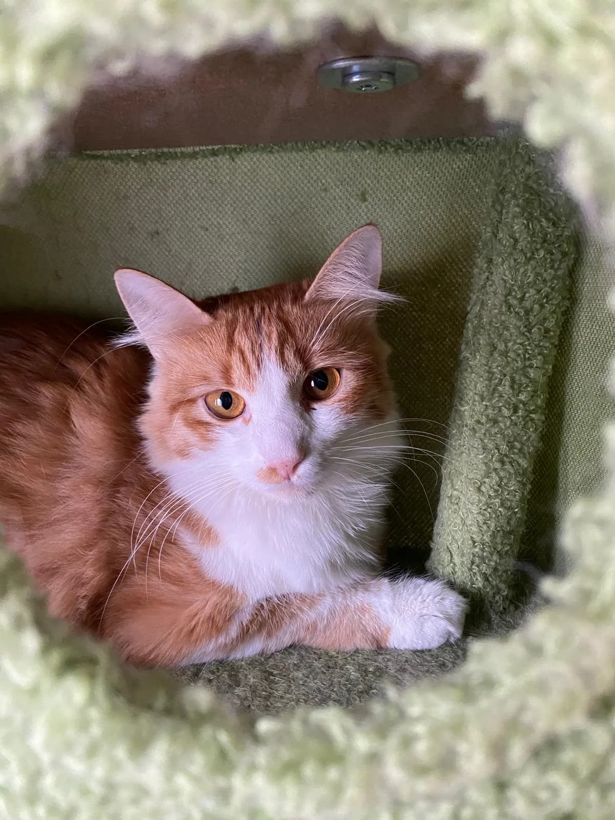 Samara, female puppy Mixed Breed for adoption at The Ginger Cat House Rescue