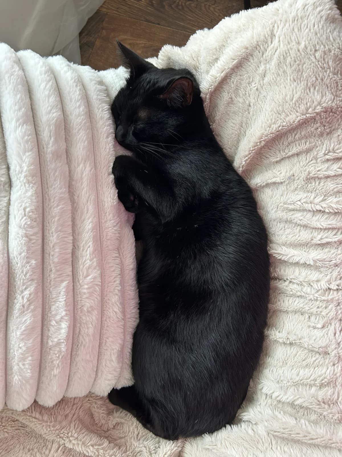 Shadow, male Mixed Breed for adoption at The Ginger Cat House Rescue