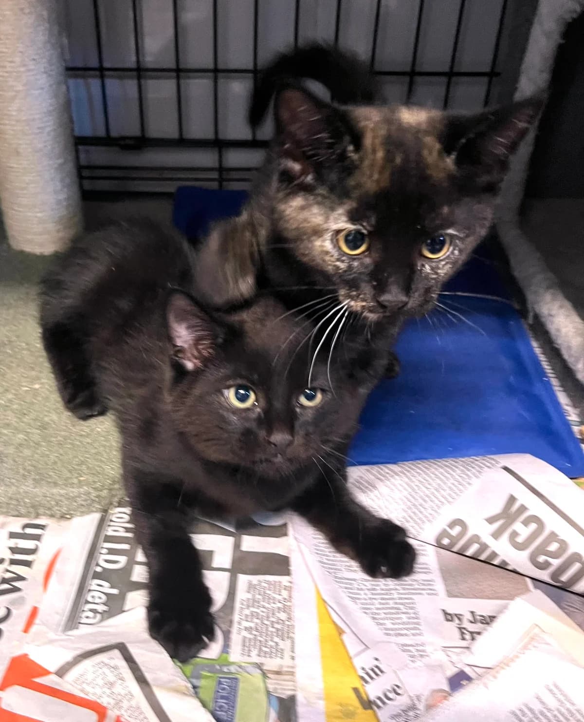 Thumper and Flower, puppy Mixed Breed for adoption at The Ginger Cat House Rescue