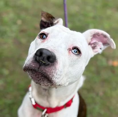 GLENDA, female 5yo Staffordshire Bull Terrier for adoption at Good Life Dog Rescue