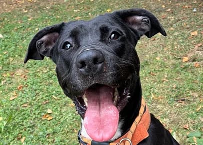 MO, female puppy Mixed Breed for adoption at Good Life Dog Rescue