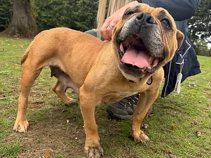 BETTY, female 5yo Mixed Breed for adoption at Good Life Dog Rescue