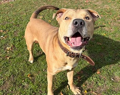 Find your lifetime companion, Mixed Breed for adoption at Good Life Dog Rescue