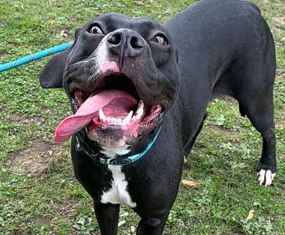 MISSY, female young mixed breed for adoption at Good Life Dog Rescue