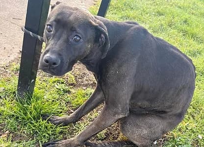 ESTHER, Staffordshire Bull Terrier for adoption at Good Life Dog Rescue