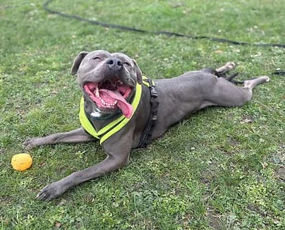 BOBBY, male 3yo Staffordshire Bull Terrier for adoption at Good Life Dog Rescue