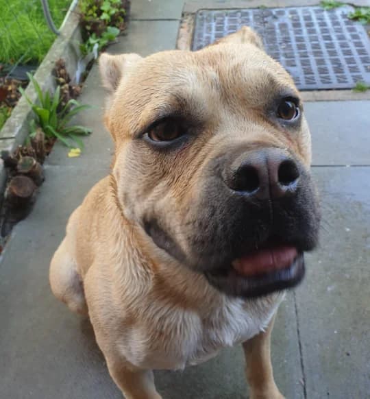 DC, male Mixed Breed for adoption at Greenleaf Animal Rescue, Leeds