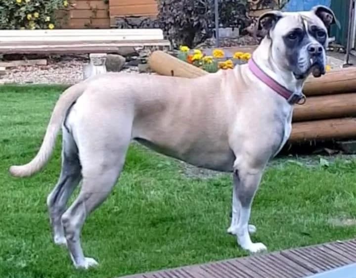 Bailey, female 5yo English Bulldog for adoption at Greenleaf Animal Rescue, Leeds