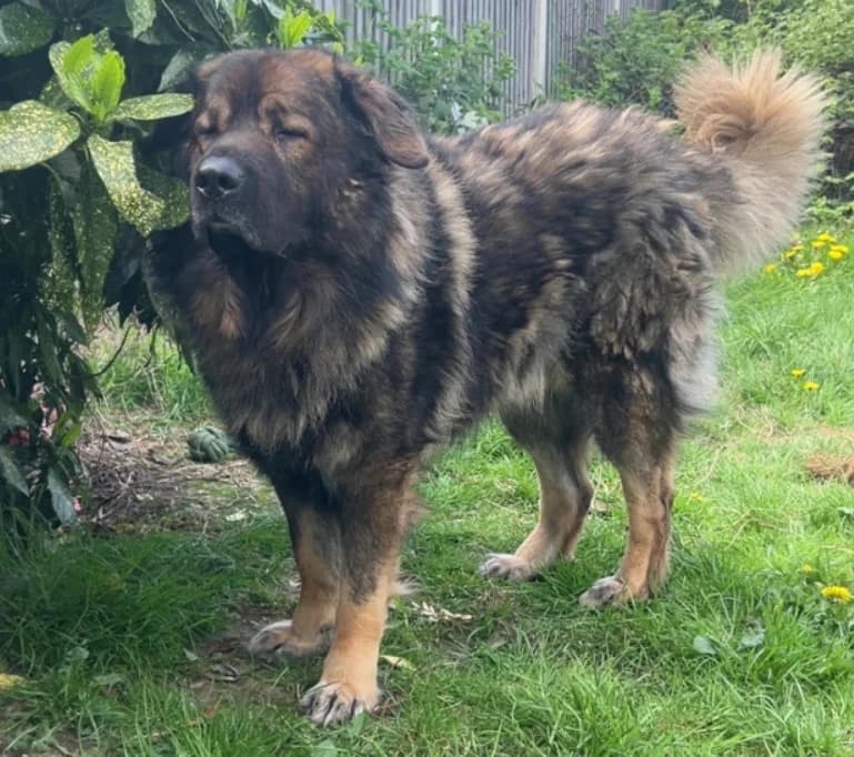 Thor, male 5yo mixed breed for adoption at Greenleaf Animal Rescue, Leeds