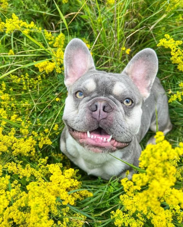 Russell, male 3yo English Bulldog for adoption at Greenleaf Animal Rescue, Leeds