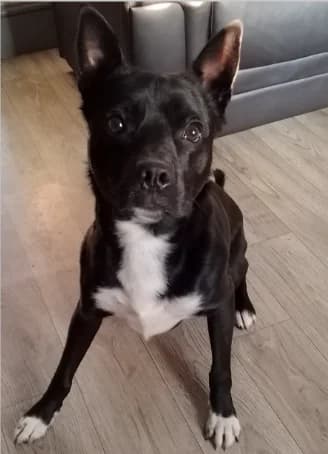 Max, male young Collie for adoption at Greenleaf Animal Rescue, Leeds