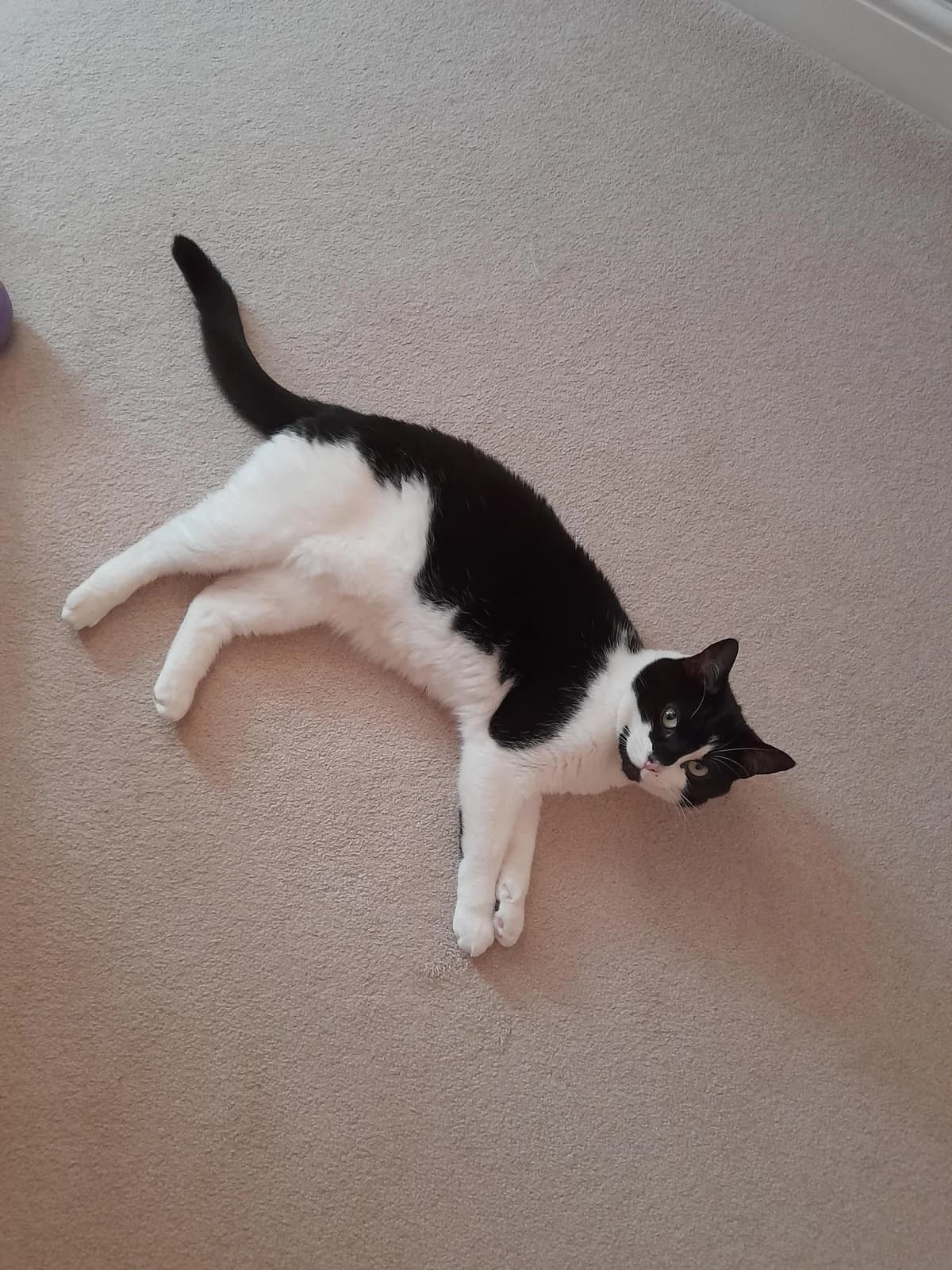 Pip, female 4yo Mixed Breed Cat for adoption at Greenleaf Animal Rescue, Leeds