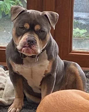 Drax, male young English Bulldog for adoption at Greenleaf Animal Rescue, Leeds