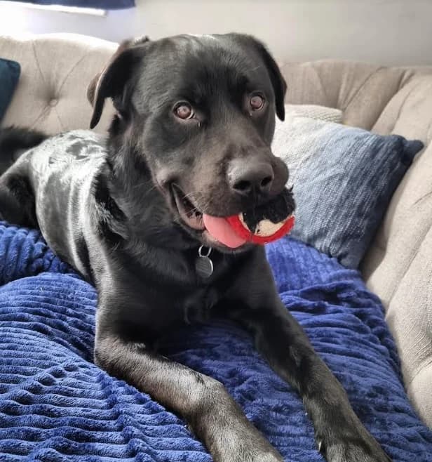 Davey, male young Rottweiler for adoption at Greenleaf Animal Rescue, Leeds