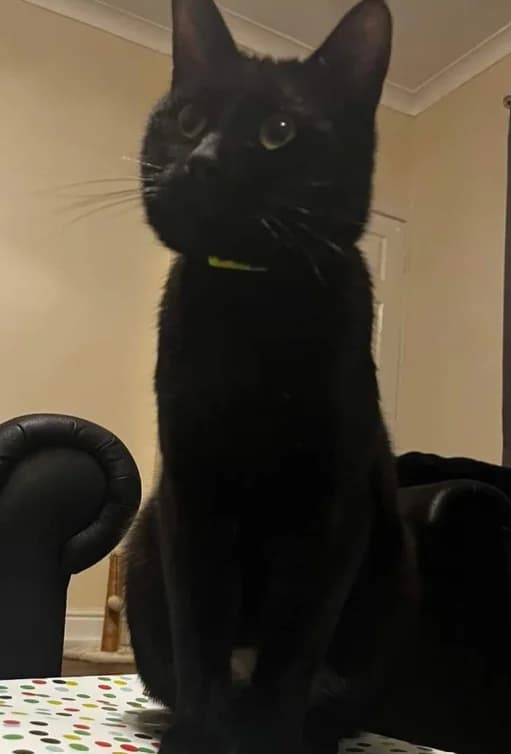 Shadow, male young Mixed Breed Cat for adoption at Greenleaf Animal Rescue, Leeds