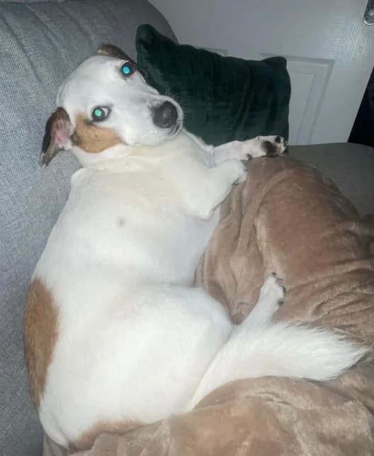 Teddy, male senior Jack Russell Terrier for adoption at Greenleaf Animal Rescue, Leeds