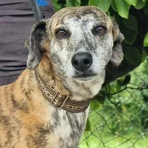 Cagney, female 5yo Lurcher for adoption at Greyhound Gap
