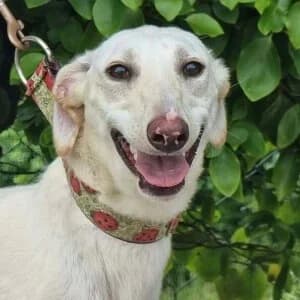 Lacey, female puppy Lurcher for adoption at Greyhound Gap