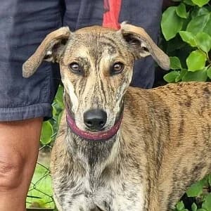 Nova, female puppy Lurcher for adoption at Greyhound Gap