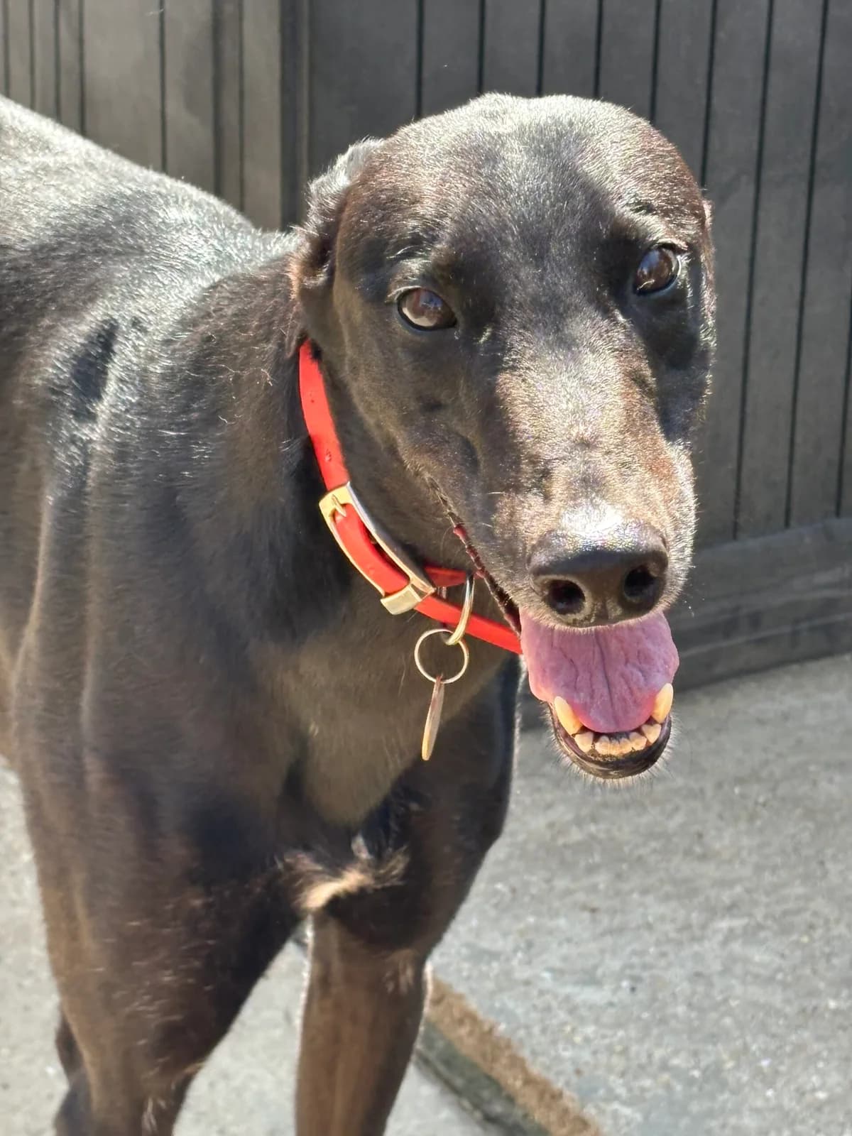 Tabor, puppy Greyhound for adoption at Greyhound Lifeline