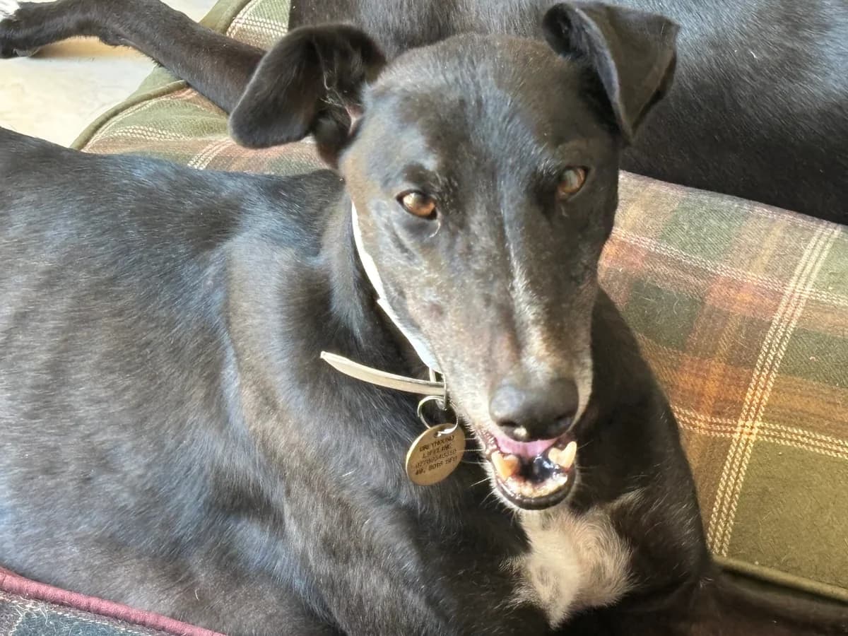 Rascal, puppy Greyhound for adoption at Greyhound Lifeline