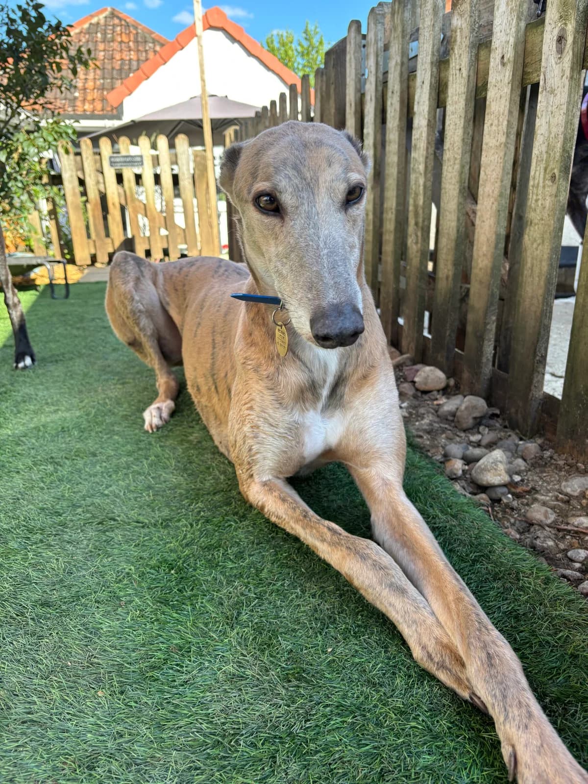 Marley, puppy Greyhound for adoption at Greyhound Lifeline