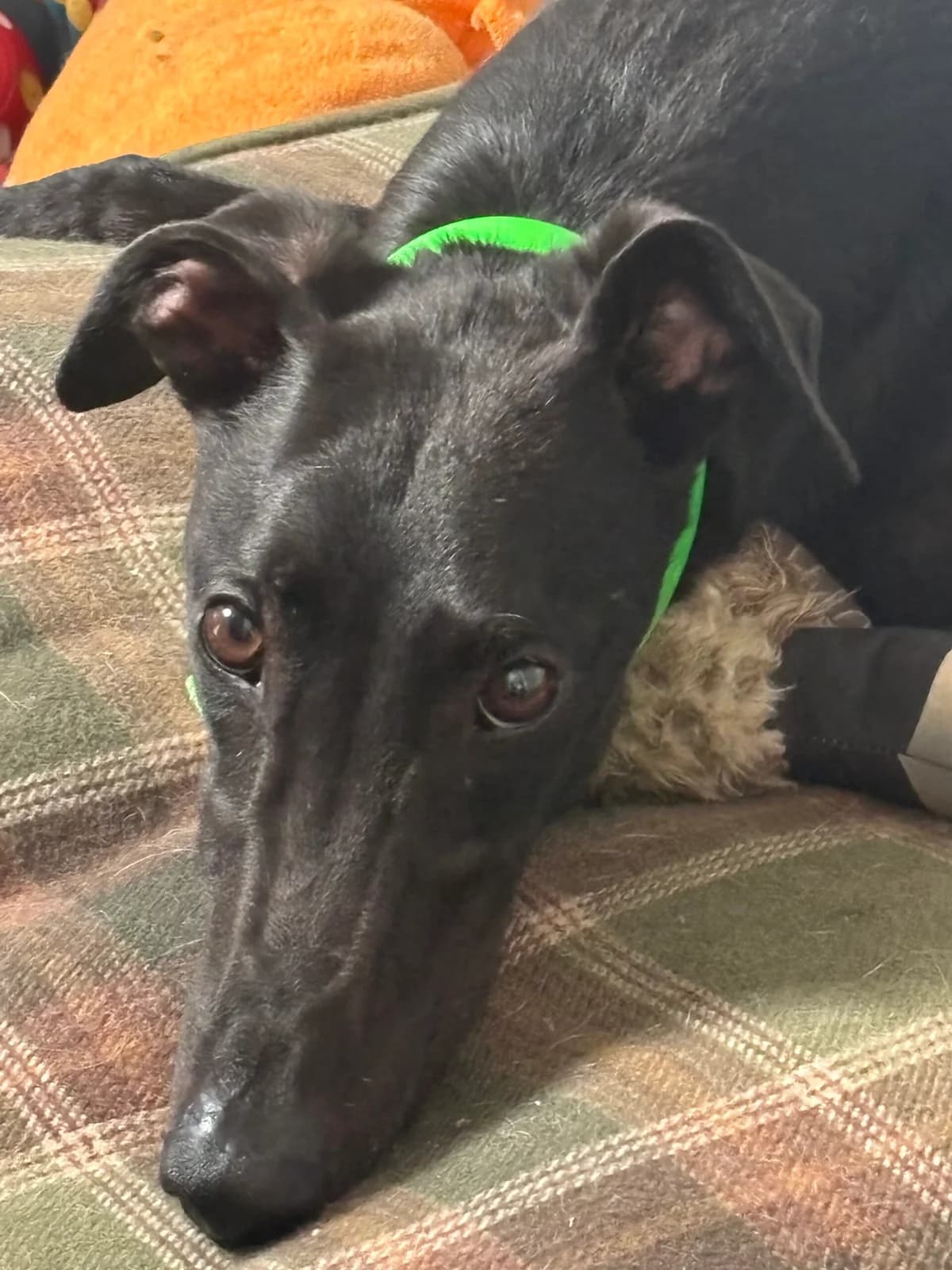 Manny, puppy Greyhound for adoption at Greyhound Lifeline