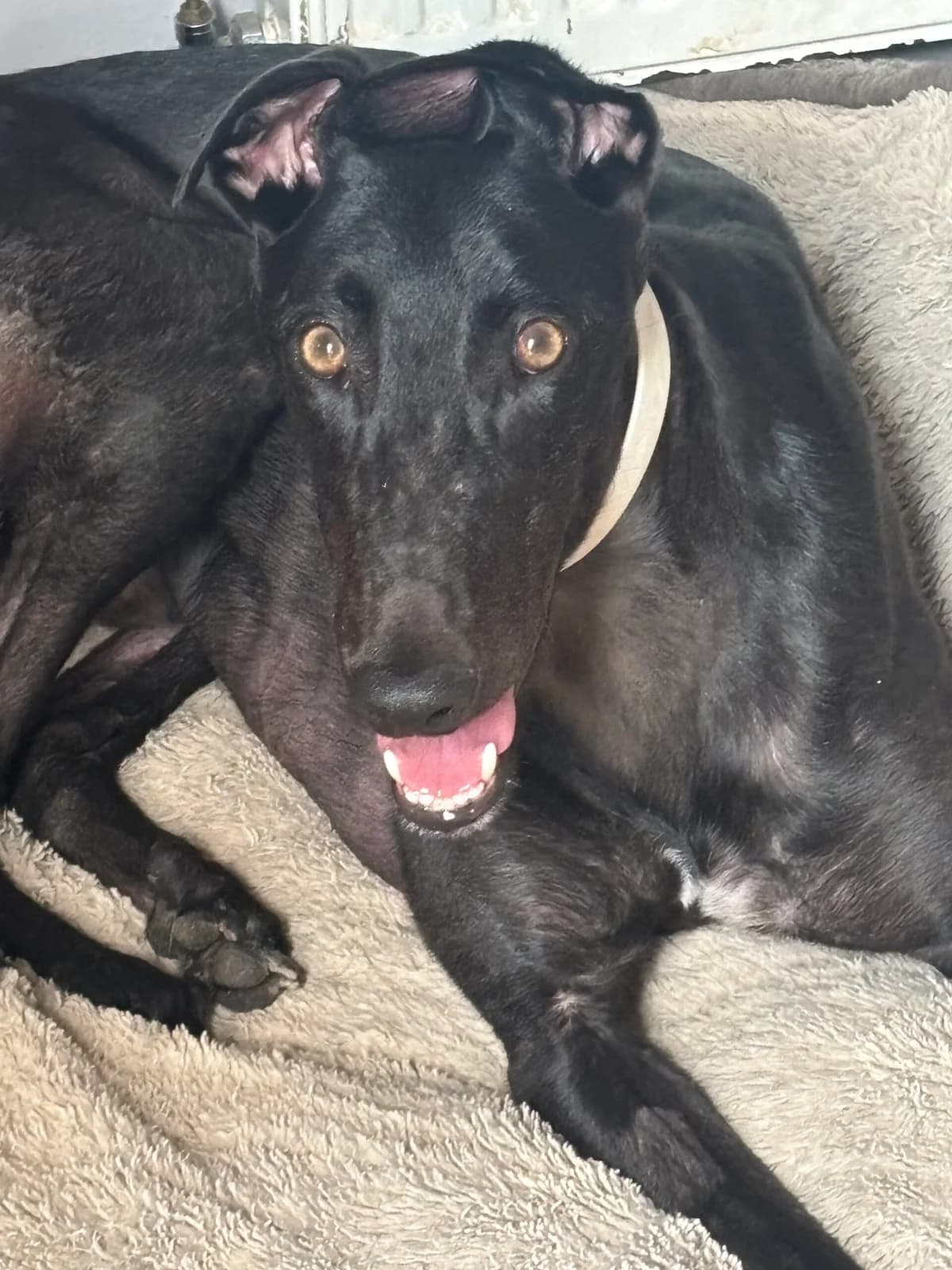 Elrond, 3yo Greyhound for adoption at Greyhound Lifeline