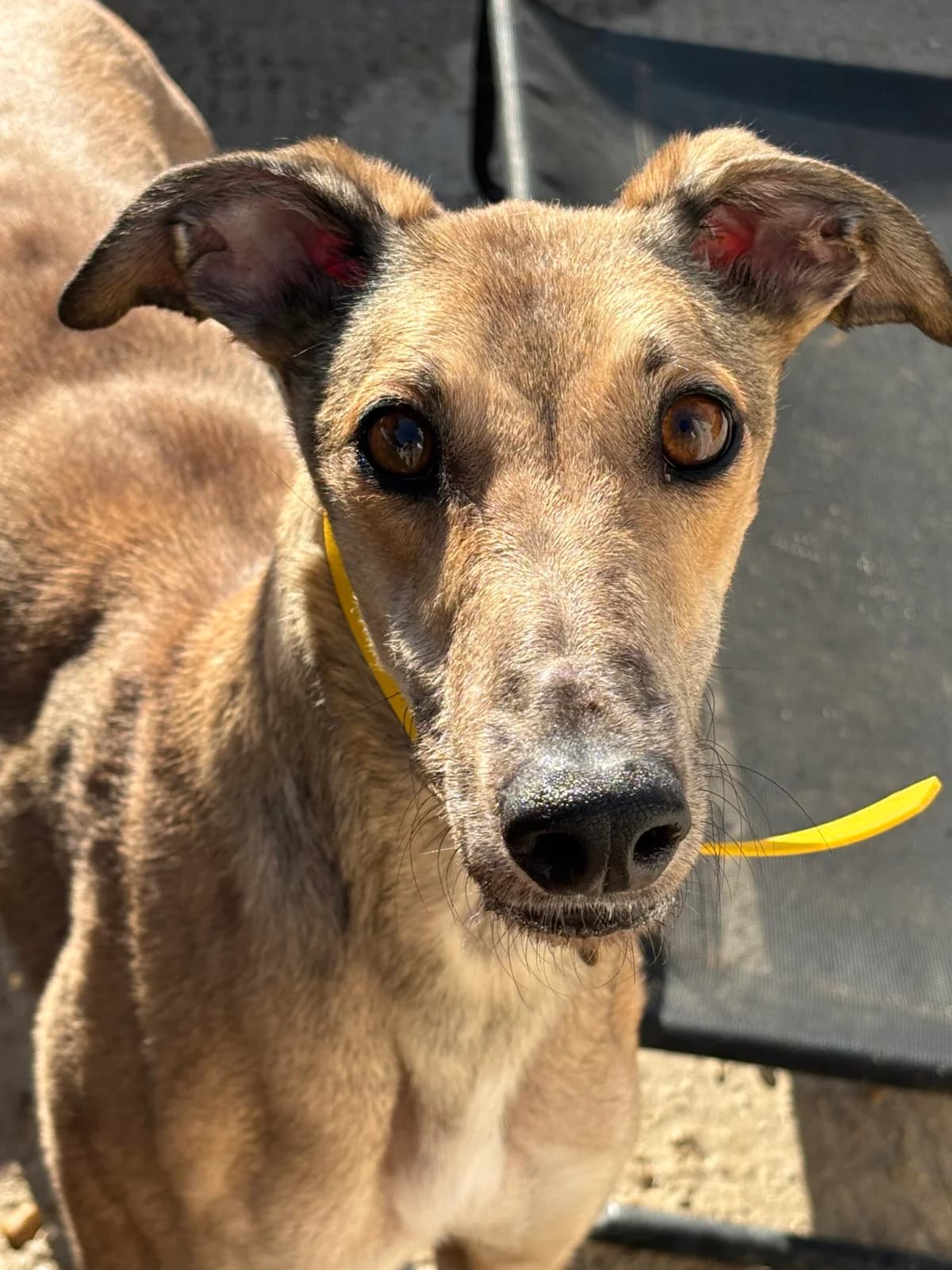 Dahy, puppy Greyhound for adoption at Greyhound Lifeline