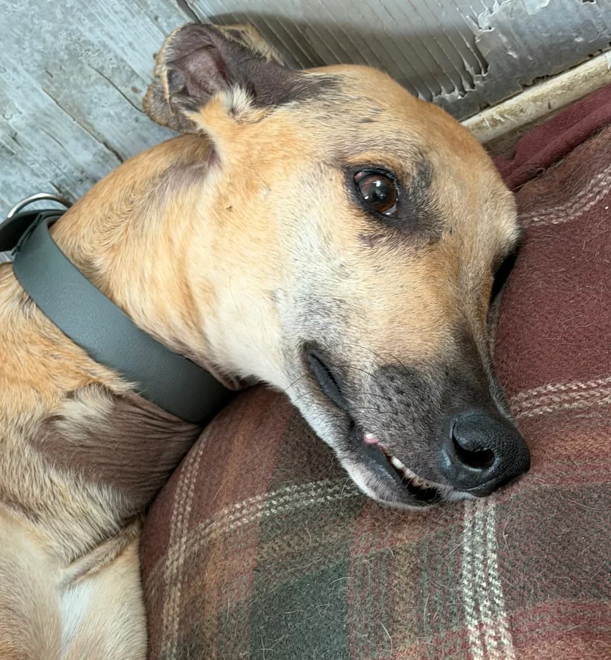 Rhoda, 5yo Greyhound for adoption at Greyhound Lifeline