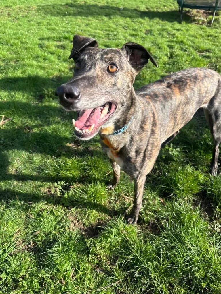 Bracken, male Greyhound for adoption at Greyhound Protection UK, England (nationwide)