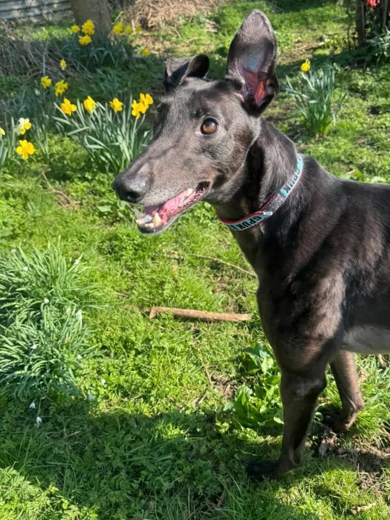 Charlie, male 3yo Mixed Breed for adoption at Greyhound Protection UK, England (nationwide)