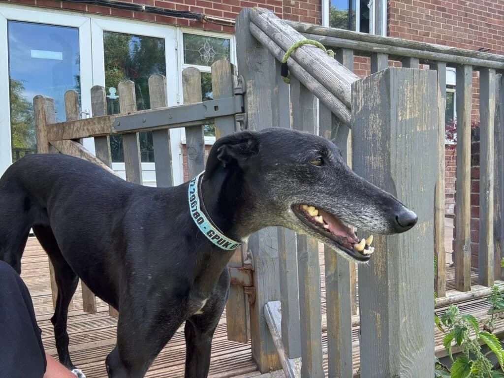 Christia, female Mixed Breed for adoption at Greyhound Protection UK, England (nationwide)