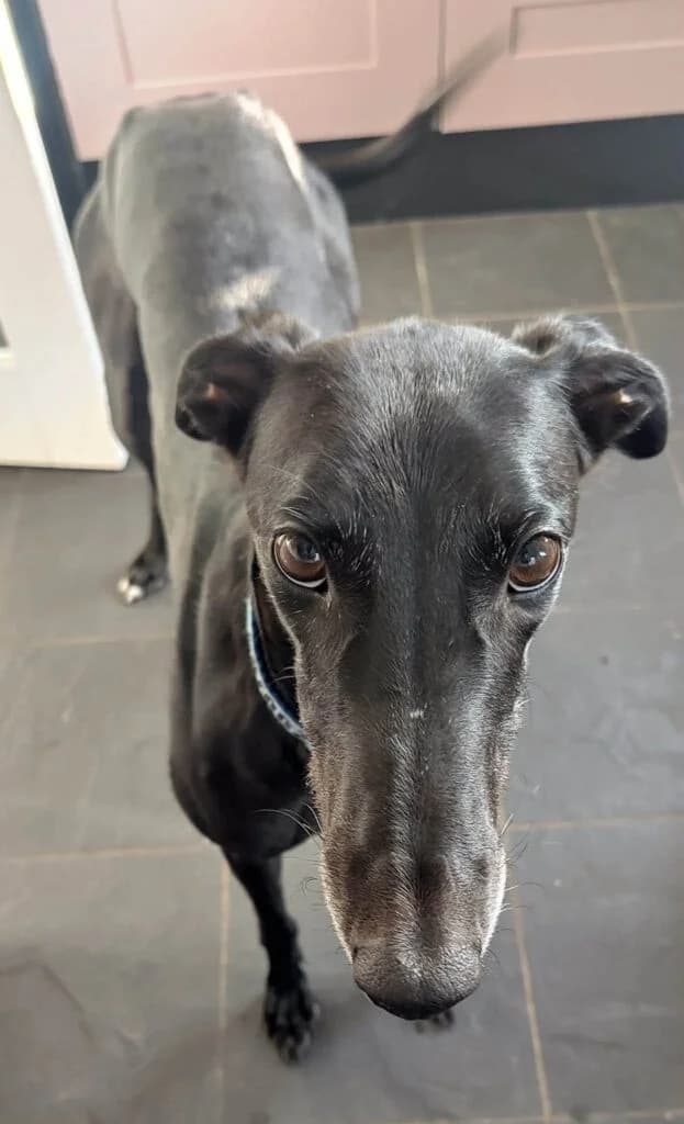 Cola, female Mixed Breed for adoption at Greyhound Protection UK, England (nationwide)