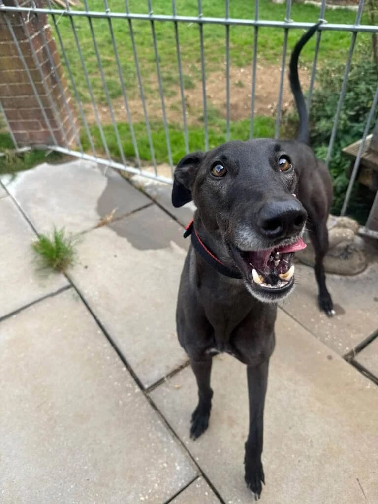 Dennis, male Mixed Breed for adoption at Greyhound Protection UK, England (nationwide)