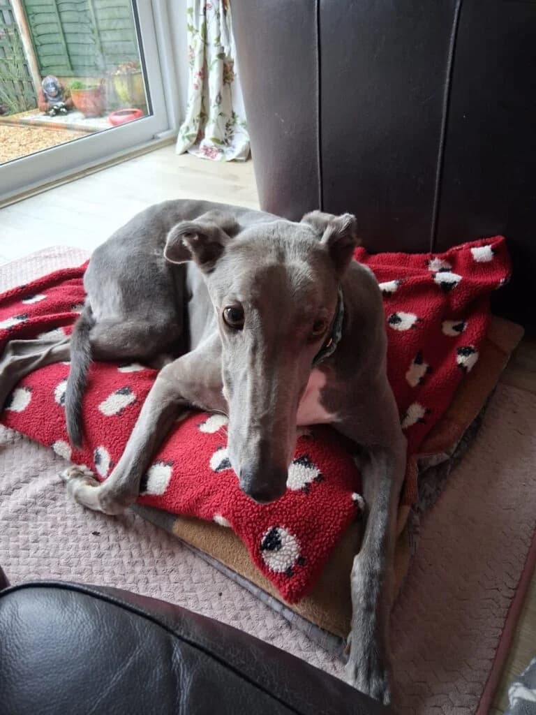 Finn, male 7yo Greyhound for adoption at Greyhound Protection UK, England (nationwide)