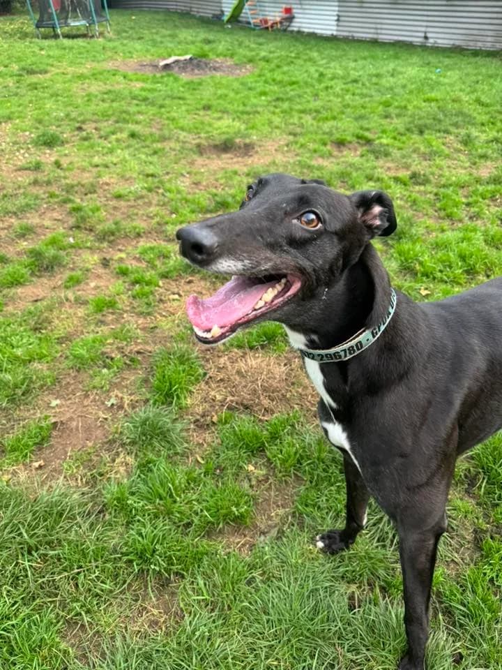 Jimmy, male 4yo Greyhound for adoption at Greyhound Protection UK, England (nationwide)