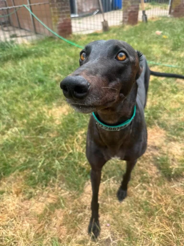 Jonnie, male young Mixed Breed for adoption at Greyhound Protection UK, England (nationwide)