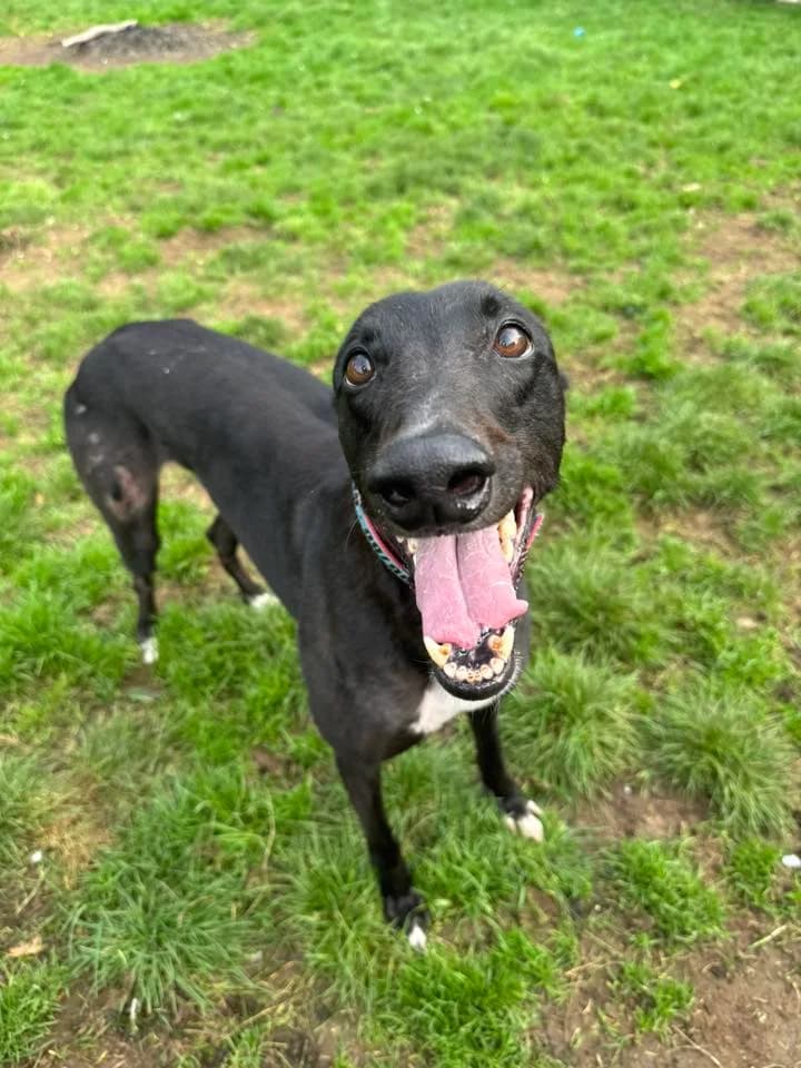 Luther, male Greyhound for adoption at Greyhound Protection UK, England (nationwide)