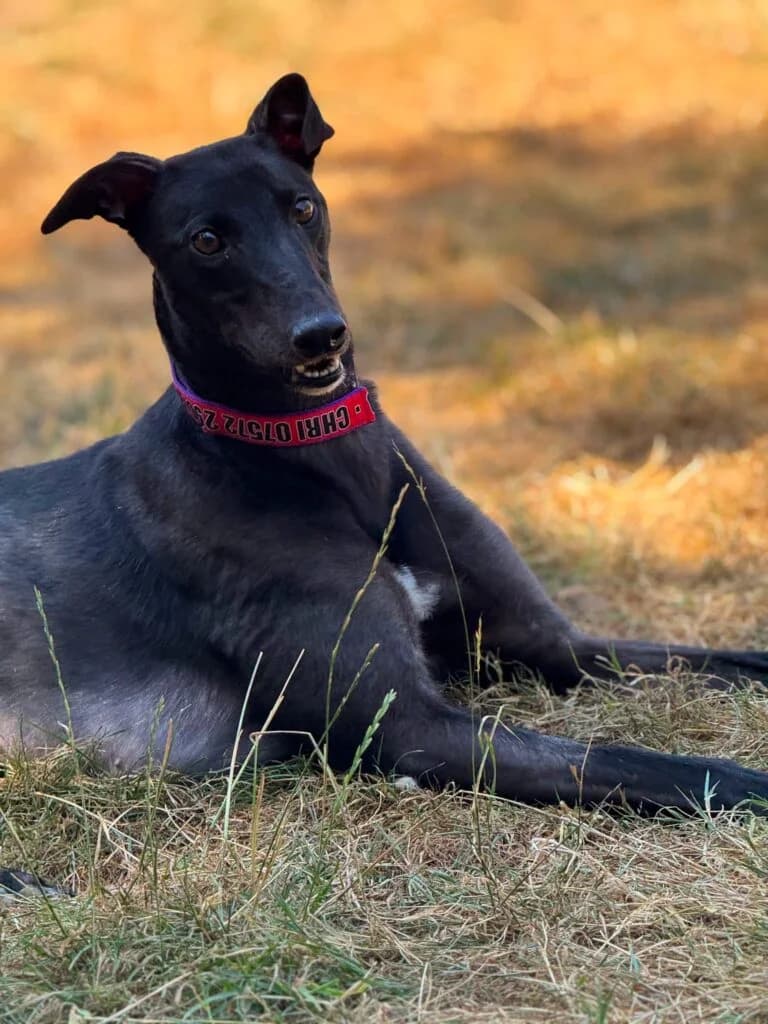 Maggie, female Mixed Breed for adoption at Greyhound Protection UK, England (nationwide)