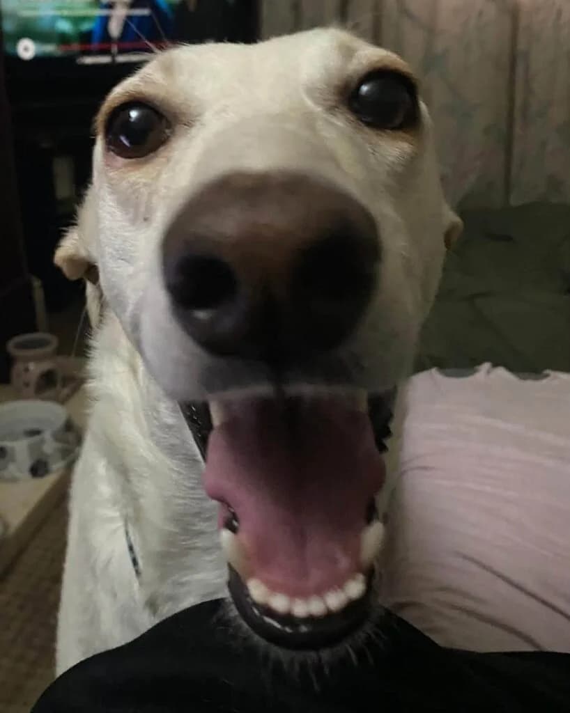 Mowgli, male Lurcher for adoption at Greyhound Protection UK, England (nationwide)