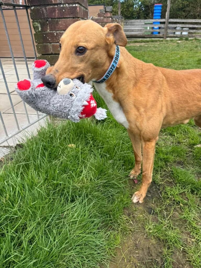 Rory, male senior Greyhound for adoption at Greyhound Protection UK, England (nationwide)