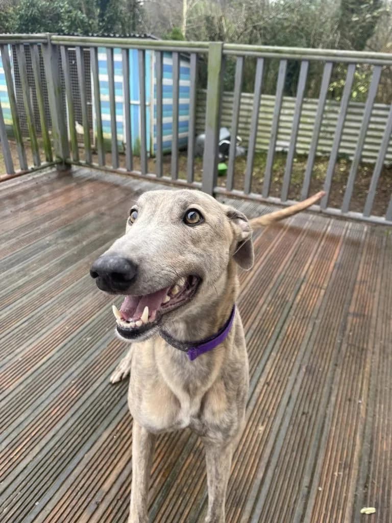 Scratchy, male 6yo Mixed Breed for adoption at Greyhound Protection UK, England (nationwide)
